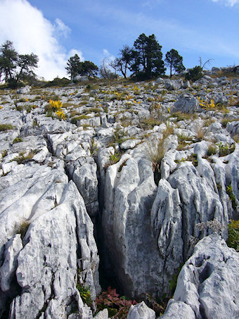 Lapiaz typique de la Chartreuse et des massifs calcaire