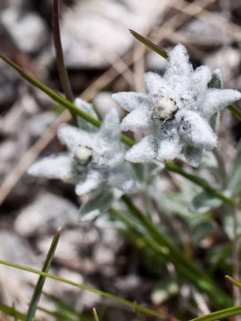 Edelweiss, leontopodium alpinum cassin