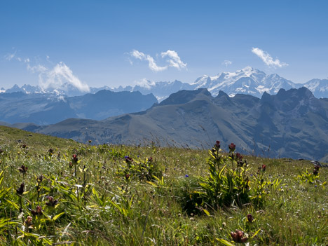 Mont Blanc et Gentianes pourpres