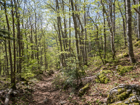 Chemin de la Forêt de Charvette