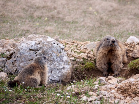 Marmotte près du terrier, avr. 2011