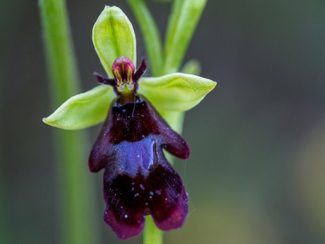 Ophrys mouche, mai 2012