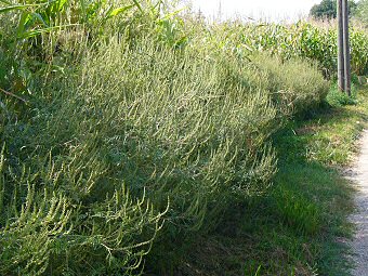 L'ambroisie se trouve souvent en bordure des cultures