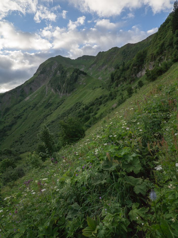 Mégaphorbiaie sous la Combe des Fours