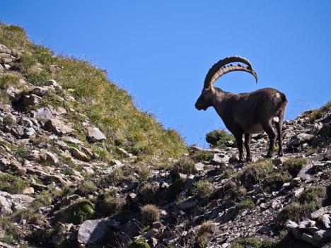 Bouquetin, capra-ibex