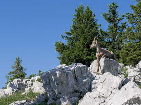 Le repos du bouquetin