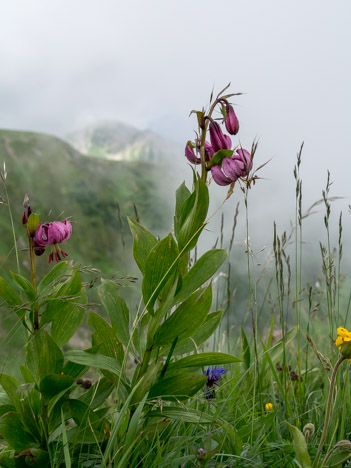 Lis martagon, Pointe de la Grande Combe