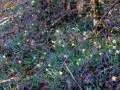 Les jonquilles du Col du Banchet, Avant Pays Savoyard