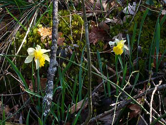 Les jonquilles du Col du Banchet, Avant Pays Savoyard