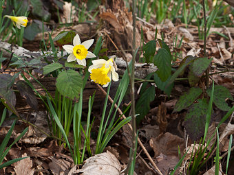 Jonquille du Banchet, pseudo-narcissus