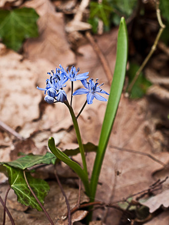 Scille à Deux Feuilles, Scilla bifolia L.