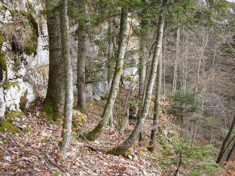 Versant Est du plateau de Belledigue, Nances, Savoie