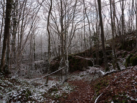 Bois de Glaize