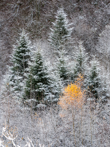 Épicéas saupoudrés de neige