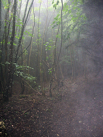 Dans la forêt sous la Charvaz