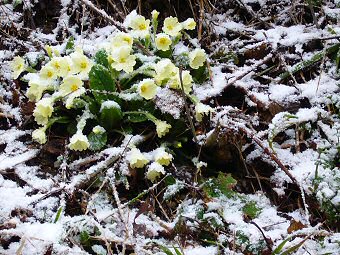 Primula-vulgaris, primevères sous la neige