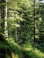 Sentier du Col de la Buffaz