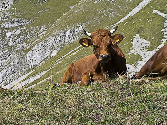 Vache tarentaise ou tarine