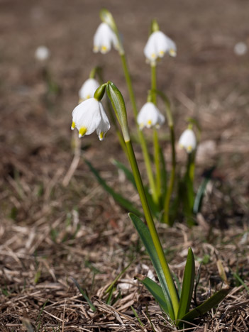 La nivéole, Leucojum vernum L. de la famille des Amaryllidacées