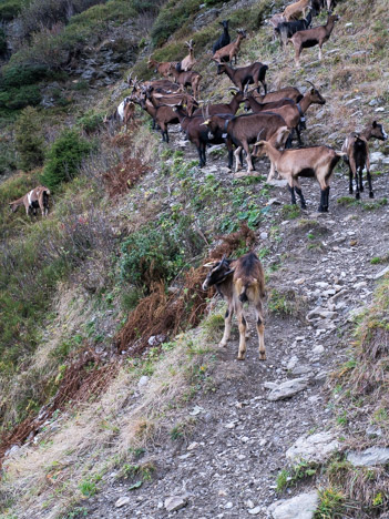 Chèvres sur le sentier