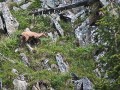 Chamois sous la Croix de Chaurionde - Rupicapra-rupicapra