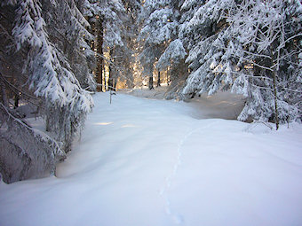 Chemin enneigé sous les Moilles