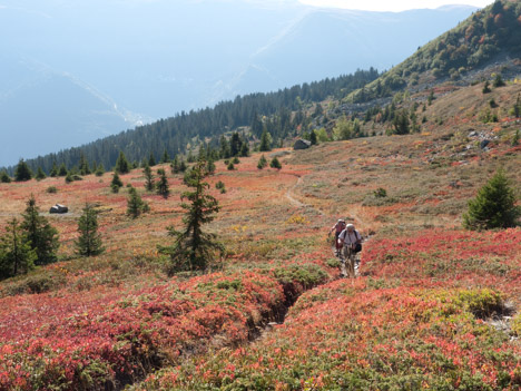 Rhododendrons et myrtilliers rouges