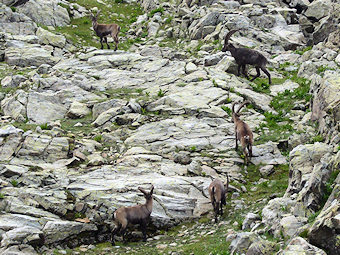 Bouquetins sous le Col de la Petite Vaudaine