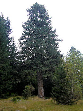 Les sapins Henri IV, Pinsot