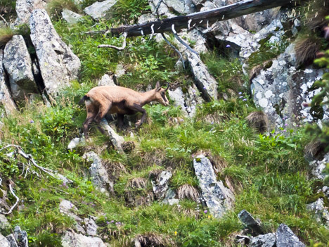 Chamois sous la Croix de Chaurionde - Rupicapra-rupicapra