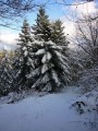 Mon beau sapin, roi des forêts…