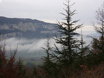Cèdres de l'Atlas, forêt communale de Murs et Gelignieux, Ain