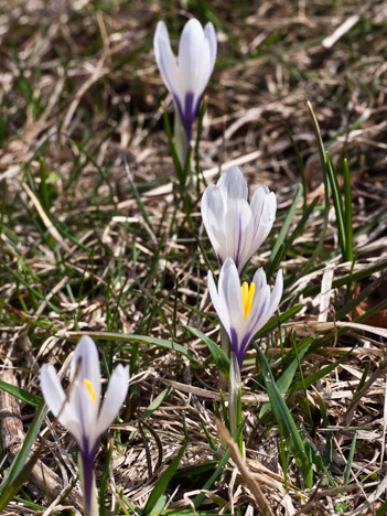 Crocus blancs