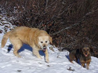 Les chiens d'Innimond accompagnent les randonneurs