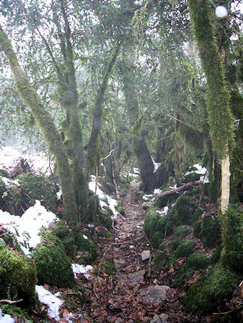 En suivant la Combe rapide qui descend de Planapose