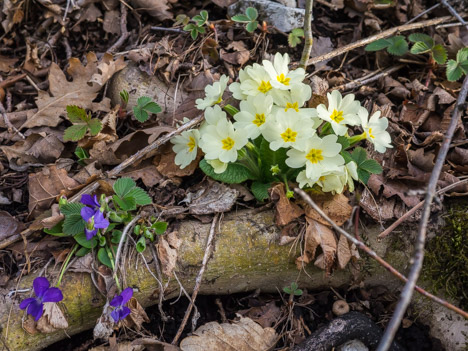 Primevères communes et Violettes des Bois