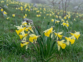 Jonquilles de Sirgia d'en Haut