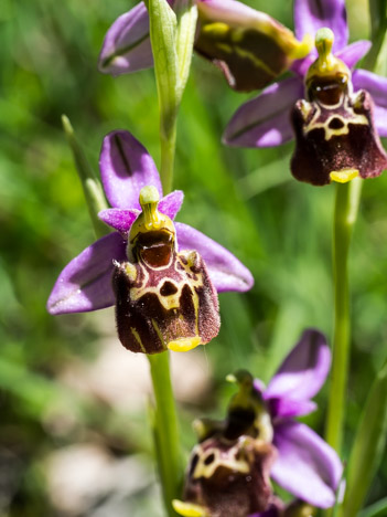 Ophrys de la Durance, O. druentica