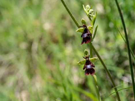 Ophrys mouche, Ophrys insectifera