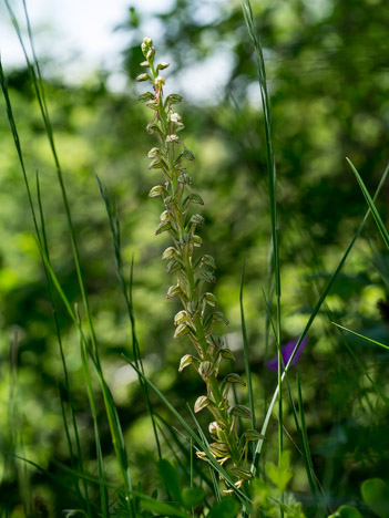 Orchis Homme-pendu, O. anthrophora