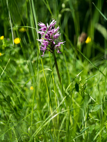 Orchis militaire, Orchis militaris