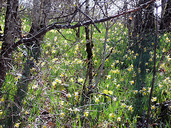 Parterre de jonquilles, pseudo narcissus