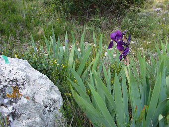 Iris du Plan de l'Herbe