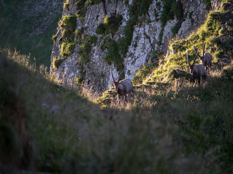 Capra ibex, bouquetins au Col de Bise