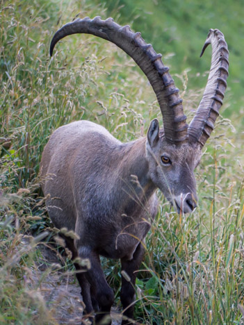 Capra Ibex, bouquetin