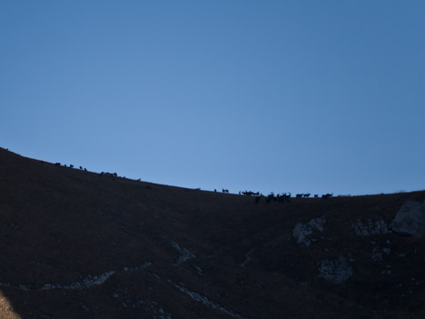 Capra-ibex, les bouquetins du Col de Planchamp