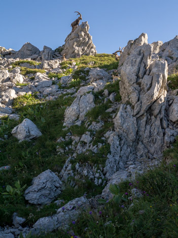 Bouquetins sur la crête de la Pointe des Pavis