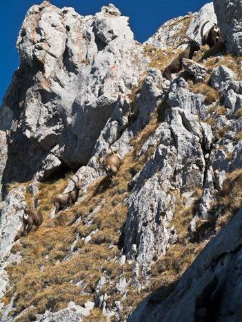 Capra-ibex, les bouquetins des Cornettes de Bise