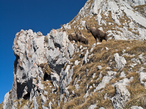 Capra-ibex, les bouquetins des Cornettes de Bise