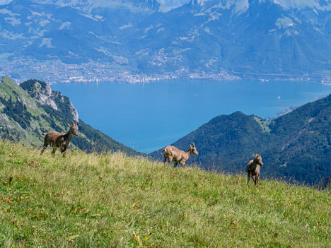 Bouquetins au Col de Planchamp